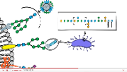 Video introducing glycans and glycosciences